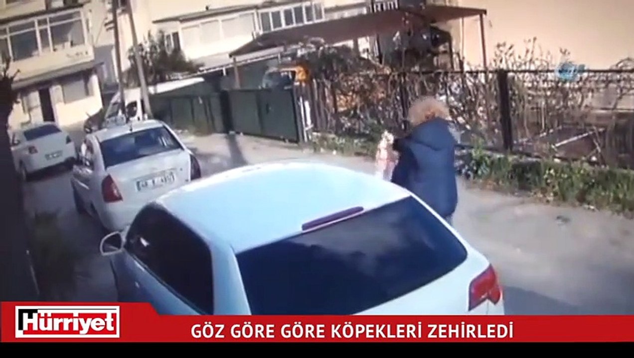 Bodrum’da göz göre göre köpekleri zehirledi