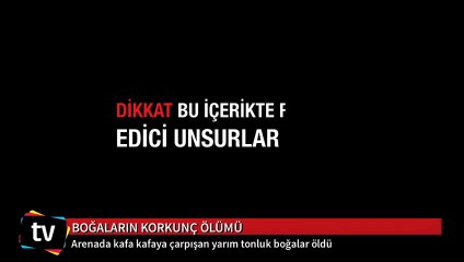 Yarım tonluk boğalar kafa kafaya çarpıştıkları anda öldüler