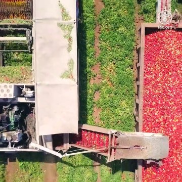 Durante los primeros meses de 2022, el número de personas con hambre en el mundo creció de 282 millones a 345 millones