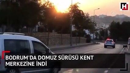 Download Video: Bodrum'da domuz sürüsü kent merkezine indi