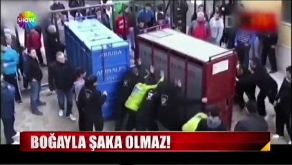 Boğayla şaka olmaz!