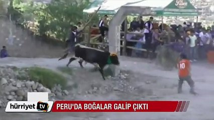 Peru'daki boğa güreşi festivalinde boğalar galip çıktı