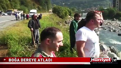 RİZE'DE BOĞA DEREYE ATLADI