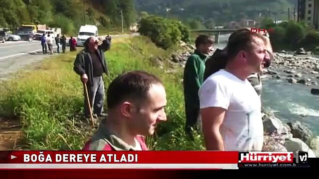 RİZE'DE BOĞA DEREYE ATLADI