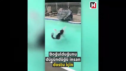 Sahibini kurtarmak için suya böyle atladı!