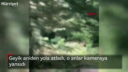 Geyik aniden yola atladı, o anlar kameraya yansıdı