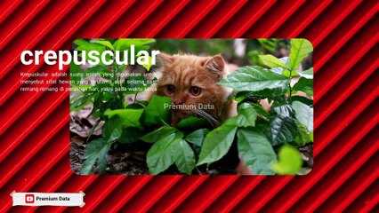EPS 7 - FAKTA UNIK TENTANG KUCING