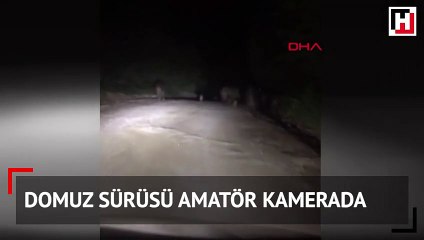 Bolu'daki domuz sürüsü amatör kamerada
