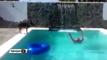 Sahibini boğulmaktan kurtaran köpek