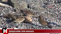 YAŞAMAK ÇABASI! BODRUM'DA SERÇELERİN YAŞAM KAVGASI