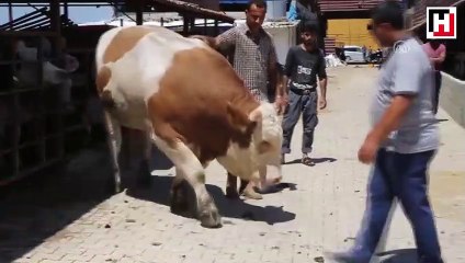 Rekoru 'Şerif' kırdı! 1.8 ton ağırlığında