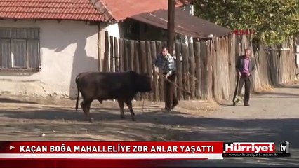 KAÇAN BOĞA MAHALLELİYE ZOR ANLAR YAŞATTI