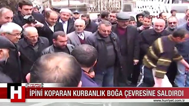 İpini koparan boğa etrafına saldırdı
