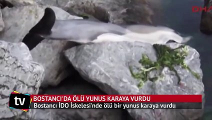 Bostancı'da ölü yunus karaya vurdu