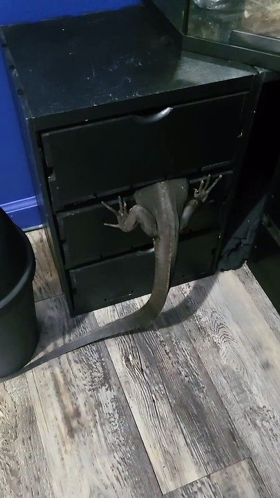 Black Dragon ORee Always Getting into Trouble