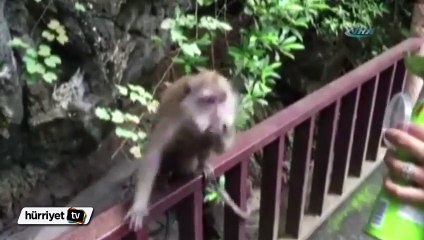 Sevimli maymun cips kutusunu böyle kaptı