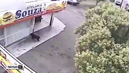 Şanslı köpek son anda kurtuldu