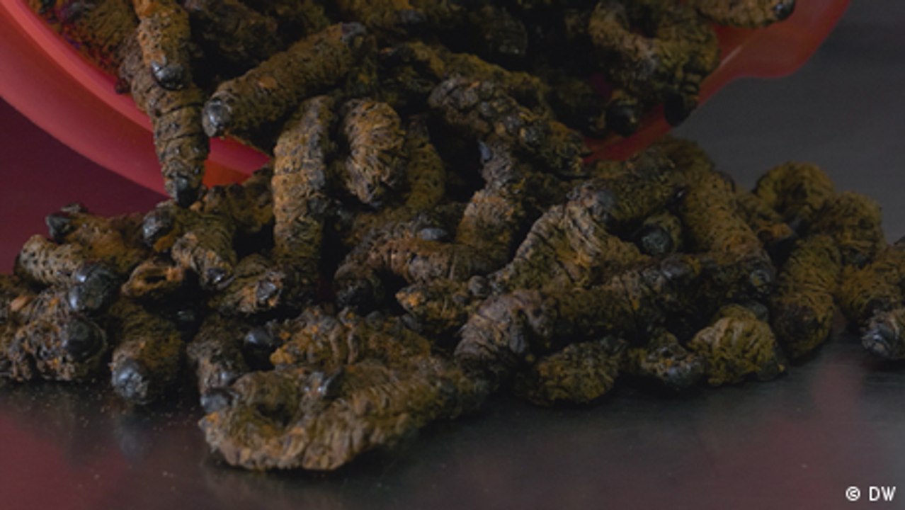 Healthy snacking — Mopane worms
