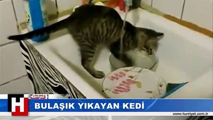 BULAŞIK YIKAYAN KEDİ