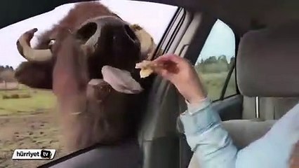 Hareket halindeki otomobilden bufalo doyuran kız
