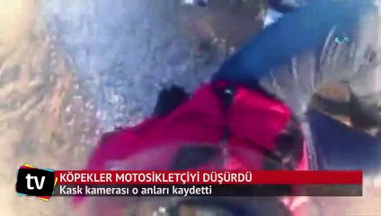 Saldırgan köpekler motosikletçiyi böyle düşürdü