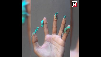 Aşırı tatlı yavru bukalemunlar!