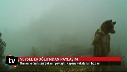 Bakan paylaştı: Kapana yakalanan boz ayı