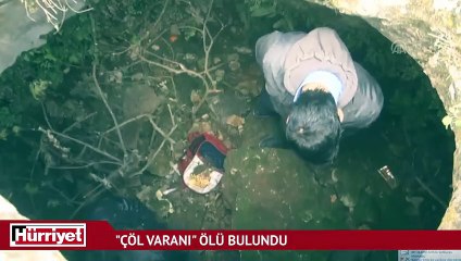 Şanlıurfa'da "çöl varanı" ölü bulundu