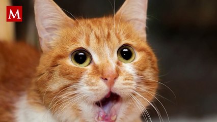 La razón por la que los gatos siempre caen de pie; ¿lo has notado?