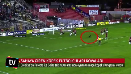 Sahaya giren köpek futbolcuları kovaladı