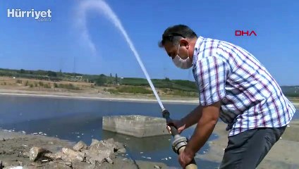 Bursa'da Hasköy Göleti'nde ölen binlerce balık, kıyıya vurdu