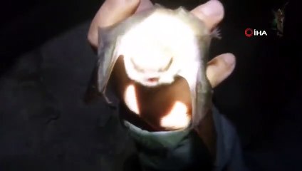 Bursalı maceracı yarasalarla dolu mağaraya girip eline aldığı yarasayı öptü.