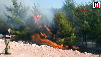 Yol kenarında yanan samanların alevi ormana sıçradı