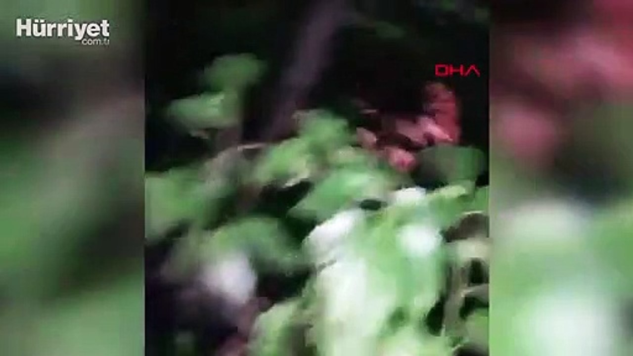 Kumar baskınından kaçmak için ağaca çıktı