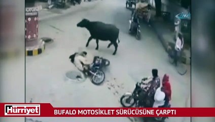 Bufalo motosiklet sürücüsüne böyle çarptı