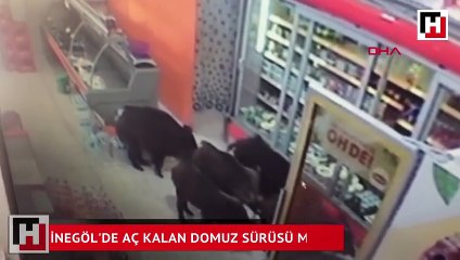 İnegöl'de aç kalan domuz sürüsü markete girdi
