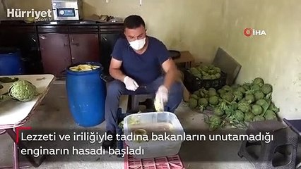 Lezzeti ve iriliğiyle tadına bakanların unutamadığı enginarın hasadı başladı