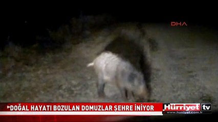 DOMUZLAR ŞEHRE İNDİ