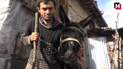 Eşek sahibinin yanağını parçaladı