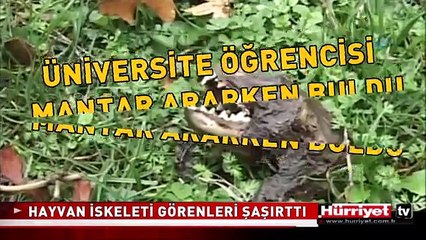 MANTAR ARARKEN BULDULAR..!! İŞTE O ESRARENGİZ YARATIK