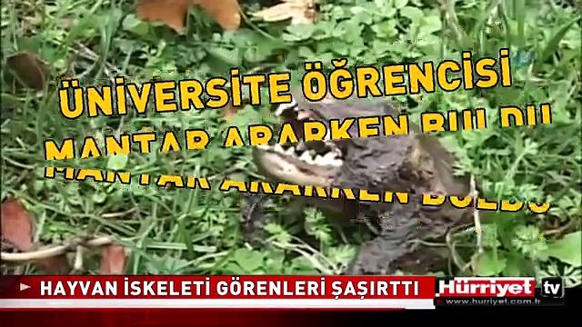 MANTAR ARARKEN BULDULAR..!! İŞTE O ESRARENGİZ YARATIK