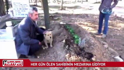 Vefakar köpek, her gün ölen sahibinin mezarına koşuyor