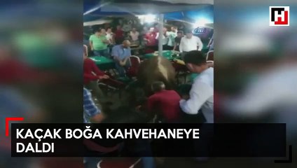 Kaçak boğa kahvehaneye daldı