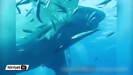 Şimdiye kadar görüntülenmiş en büyük köpek balığı