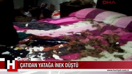 ÇATIDAN YATAĞA İNEK DÜŞTÜ