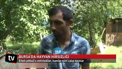 Erkek pitbull'u zehirlediler, hamile eşini çalıp kaçtılar