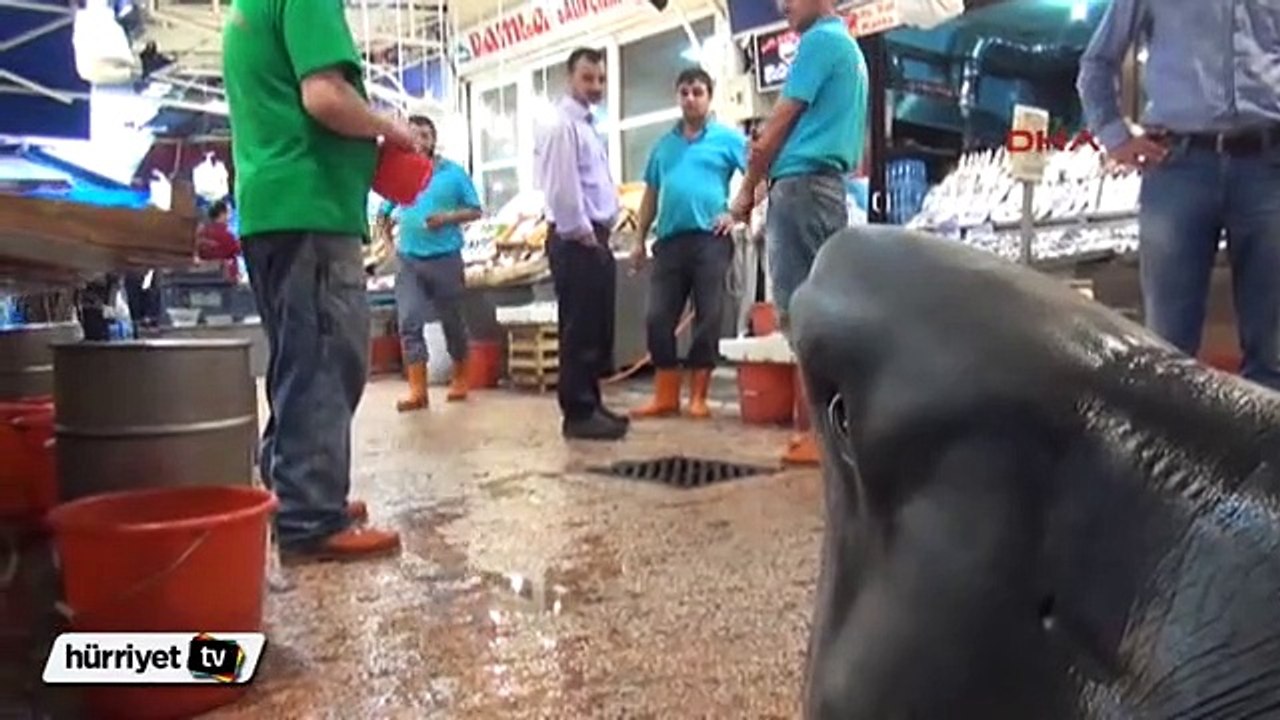 Dev köpek balığı görenleri şaşırttı