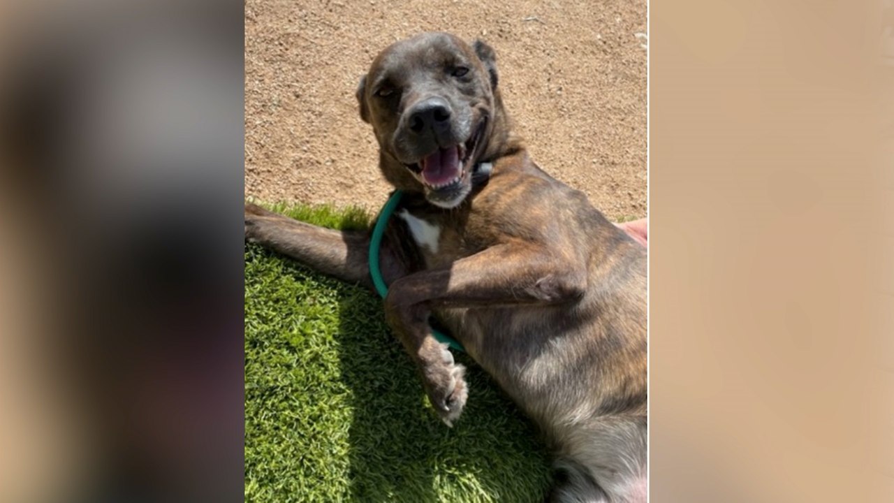 Yavapai Humane Society Pet of The Week 4 video Dailymotion