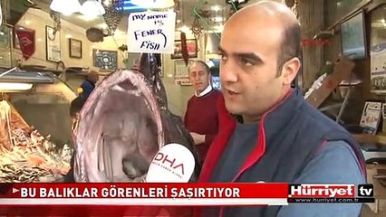 BU BALIKLAR GÖRENLERİ ŞAŞIRTIYOR