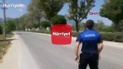 Yolda ters duran kaplumbağayı zabıta kurtardı